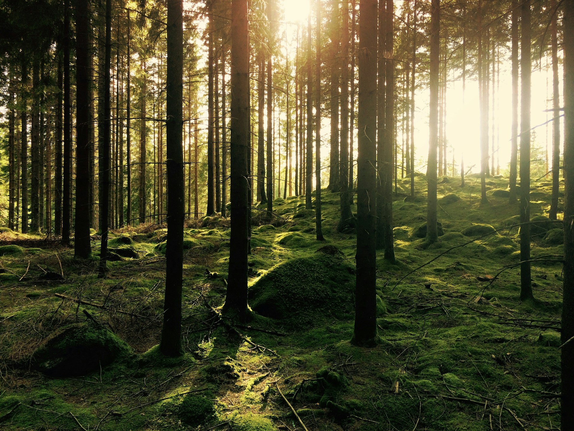 Grön skog i Sverige
